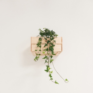 Box Plant